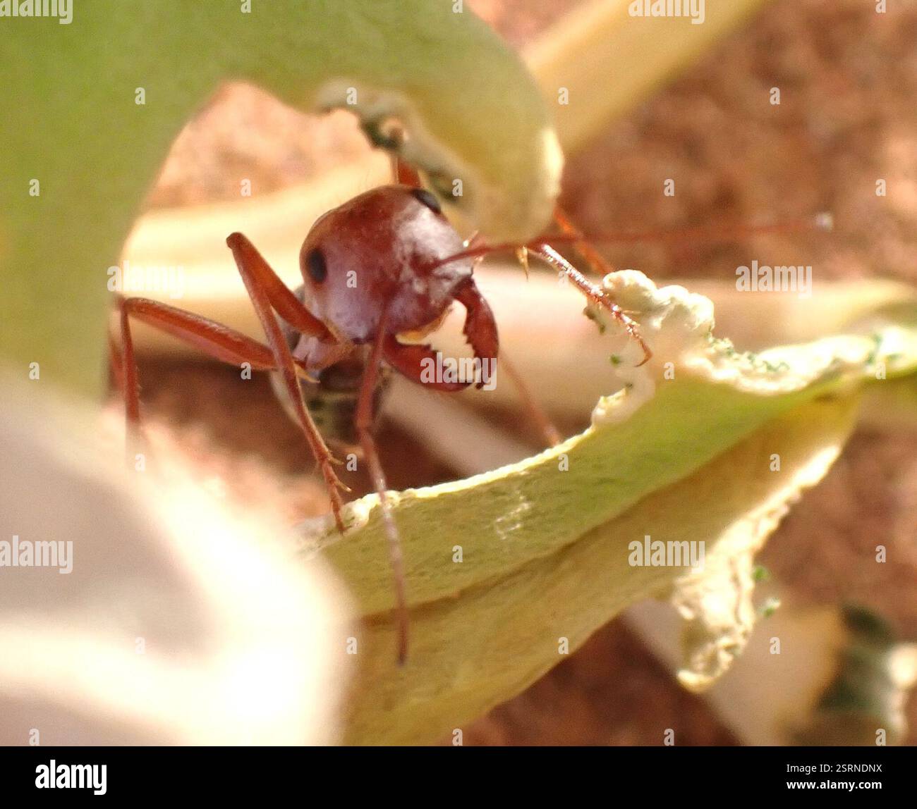 Formica d'argento sahariana (Cataglyphis bombycina), Insecta, Erg Chigaga, M'Hamid El Ghizlane, Drâa-Tafilalet, MA Foto Stock