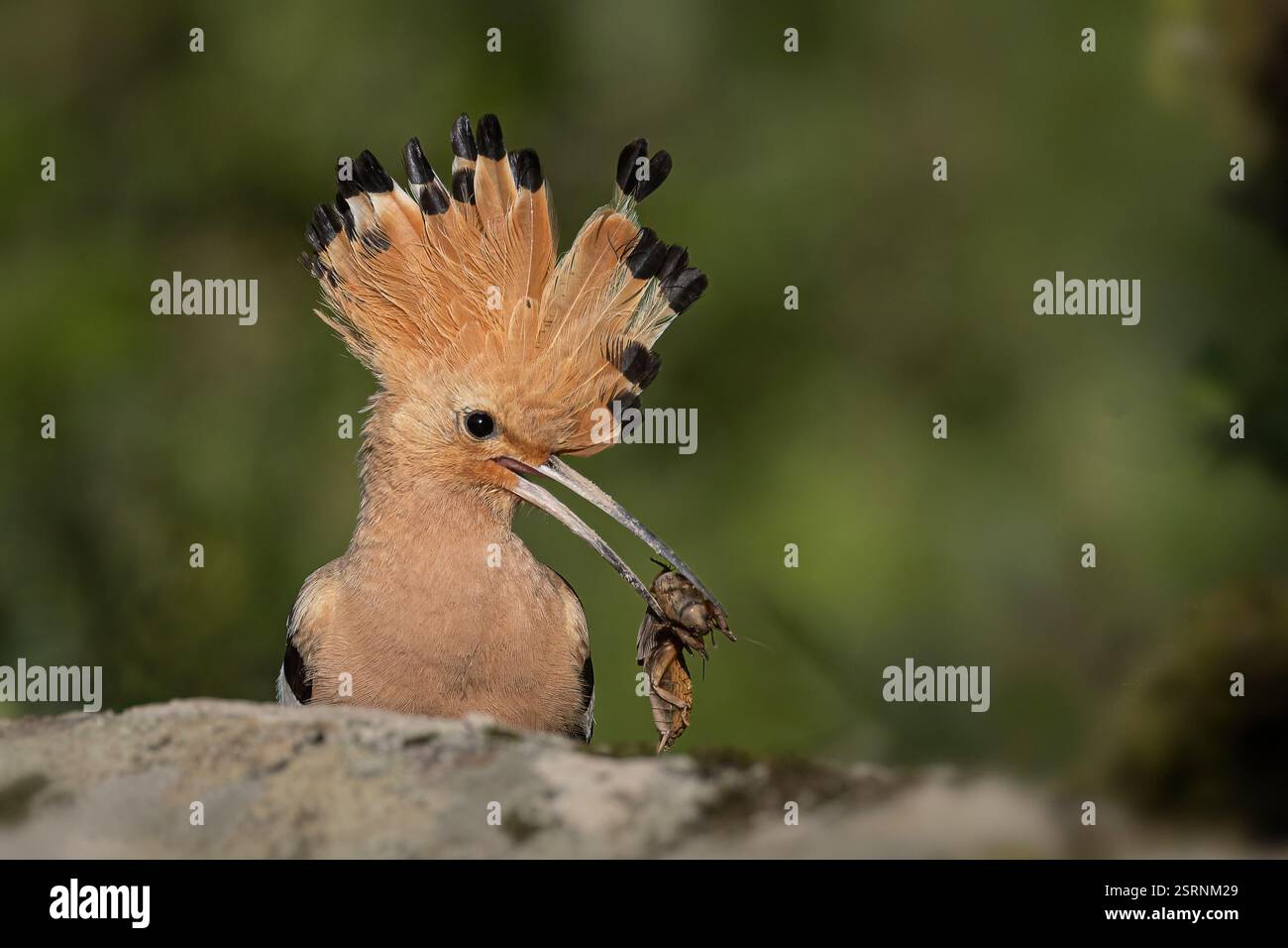 Hoopoe con la cattura Foto Stock