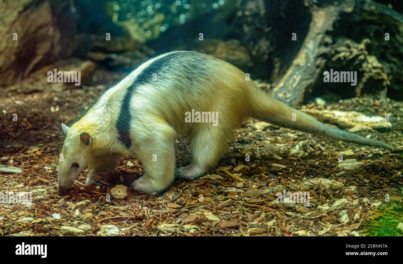 Tamandua settentrionale (Tamandua mexicana). È distribuito in America Centrale e Nord America del Sud Foto Stock