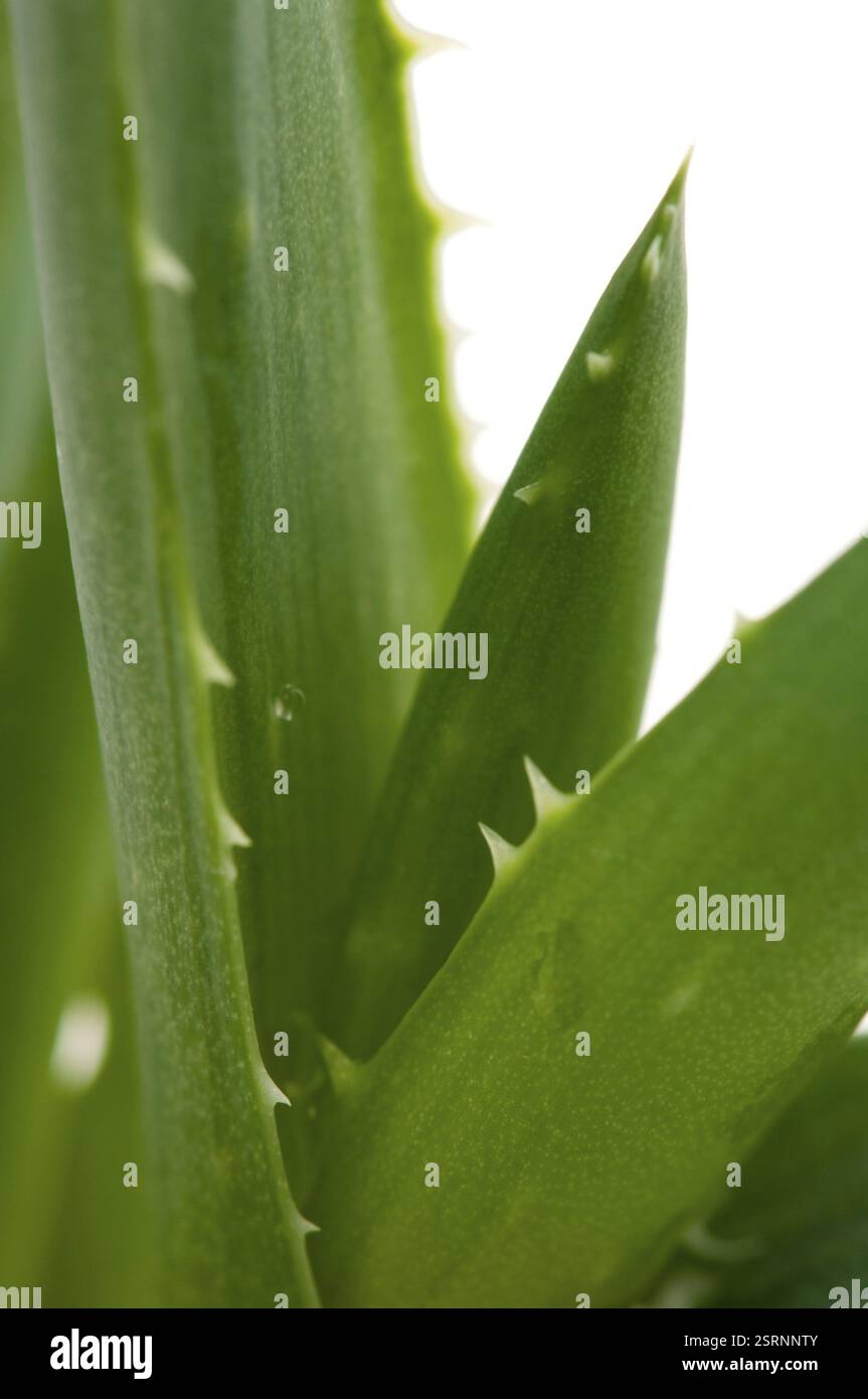 Aloe vera - erboristeria, polonia Foto Stock