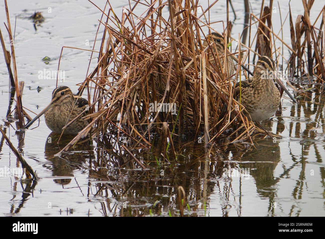 Beccaccino Gallinago gallinago Foto Stock