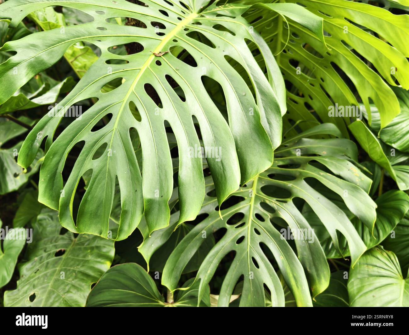 Lussureggianti foglie verdi di Monstera deliciosa in un giardino tropicale Foto Stock