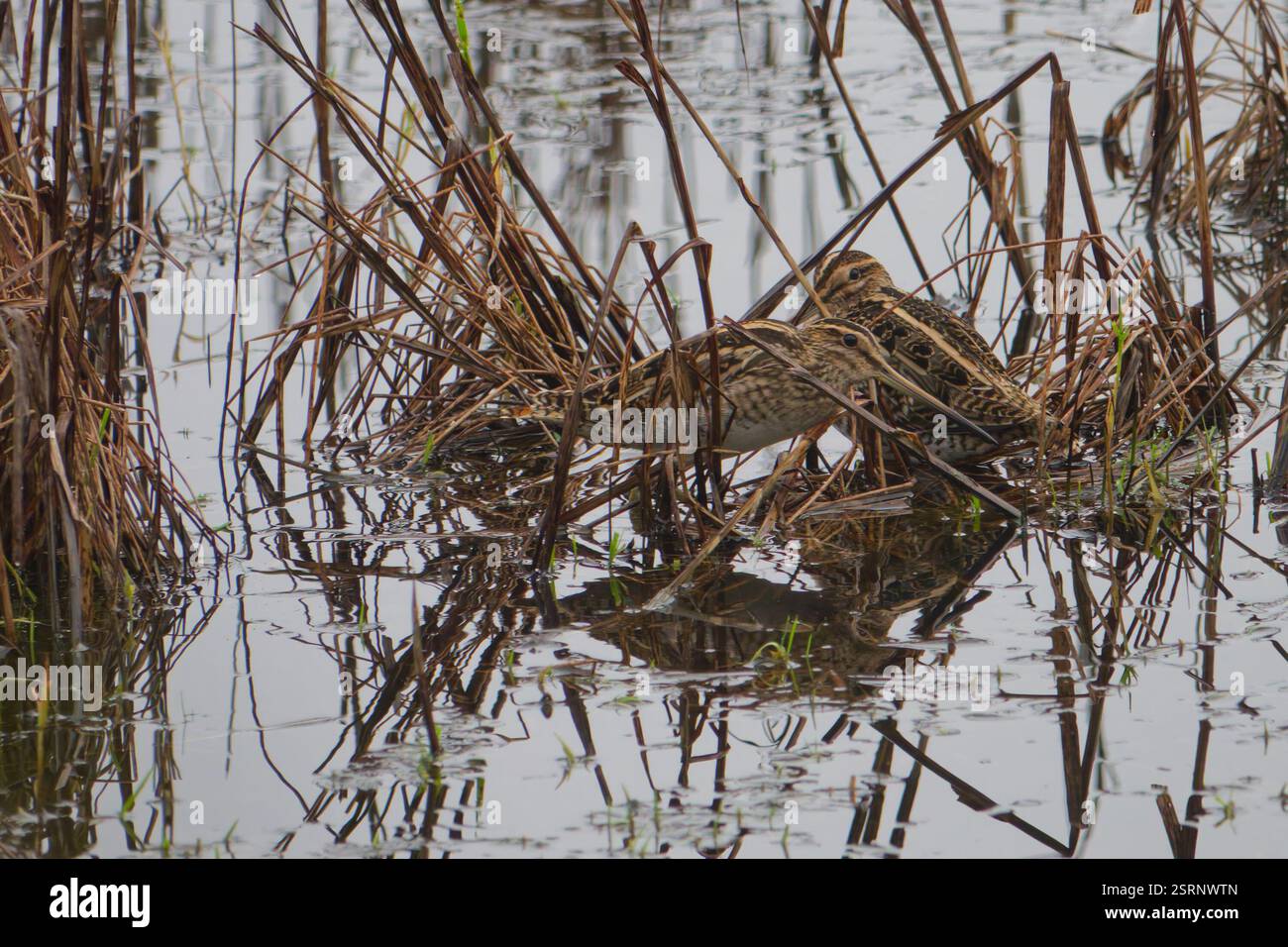 Beccaccino Gallinago gallinago Foto Stock