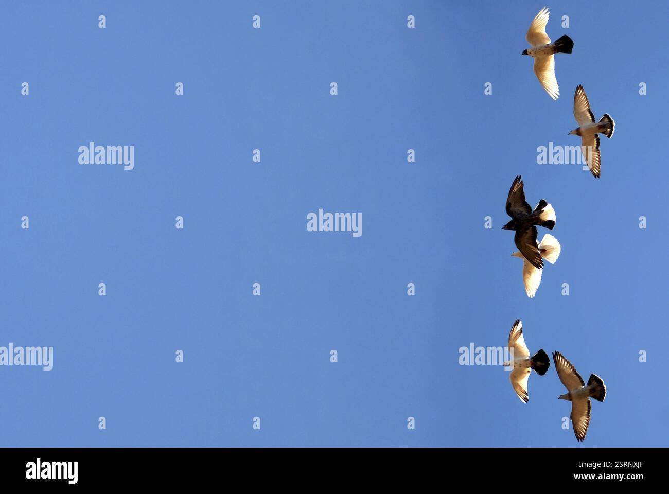 Piccioni, Ajmer, Rajasthan, India, Asia Foto Stock