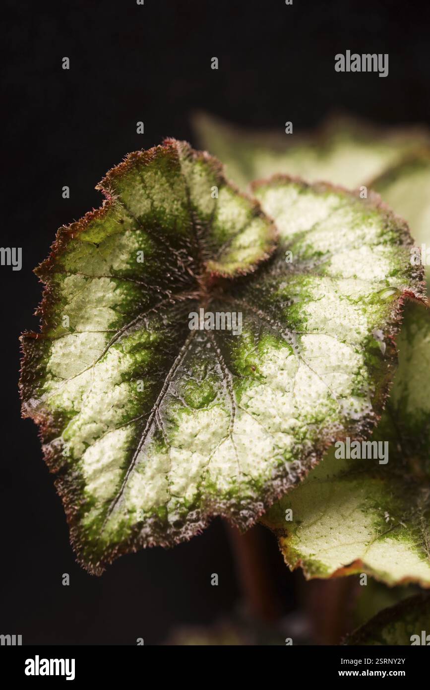 Begonia Rex (cerchio d'argento) Foto Stock