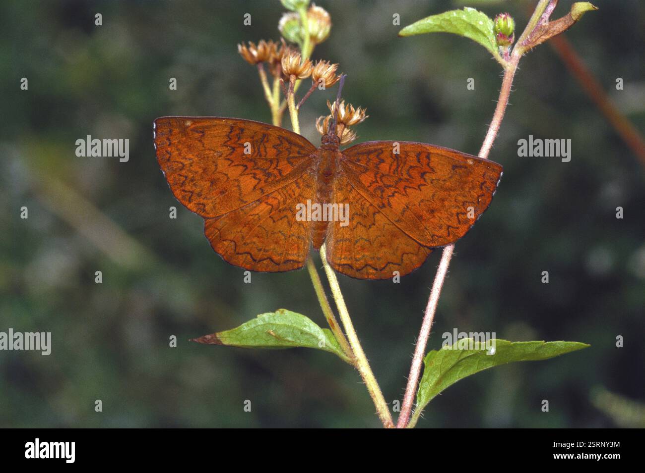 Insetti, farfalla comune Castor Ariadne Merione Foto Stock