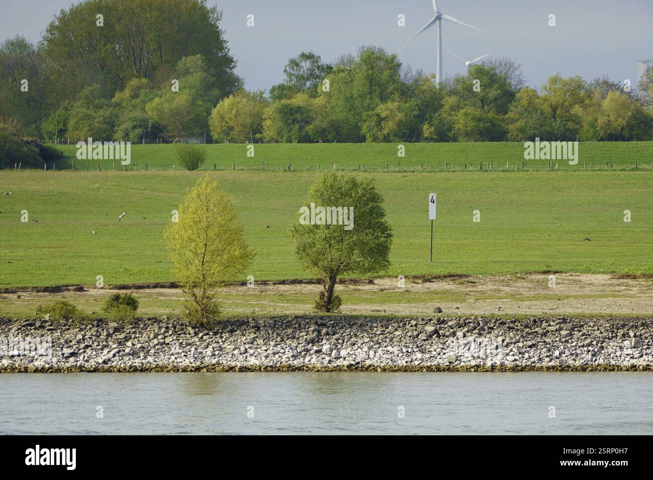 Due alberi si trovano di fronte a un prato verde con una turbina eolica bianca, sulla riva di un fiume, Wesel, Reno, Renania settentrionale-Vestfalia, Germania, Europa Foto Stock