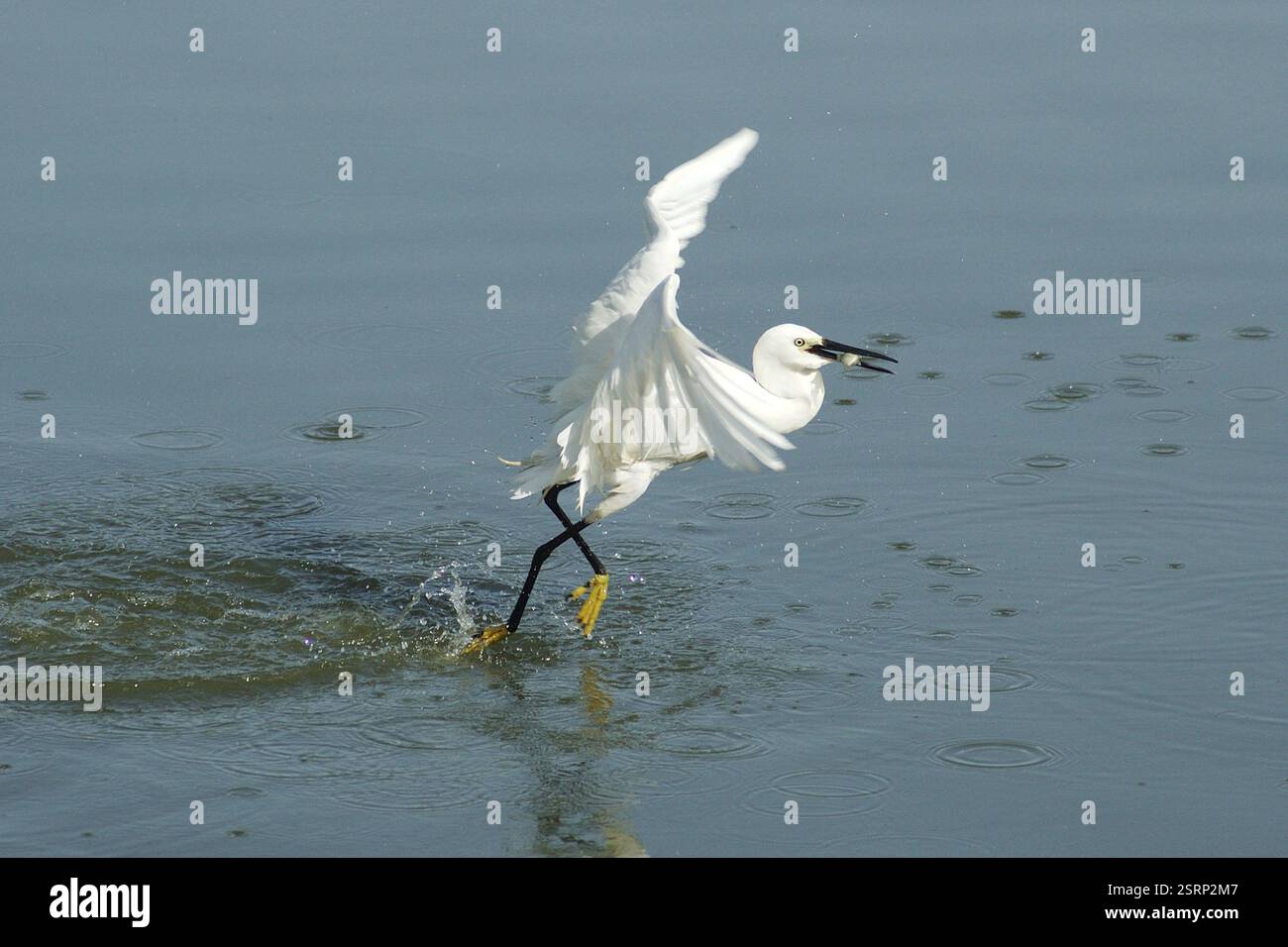 Birds, Little Egret (Egretta Garzetta) che mangiano pesce, Jodhpur, Rajasthan, India, Asia Foto Stock