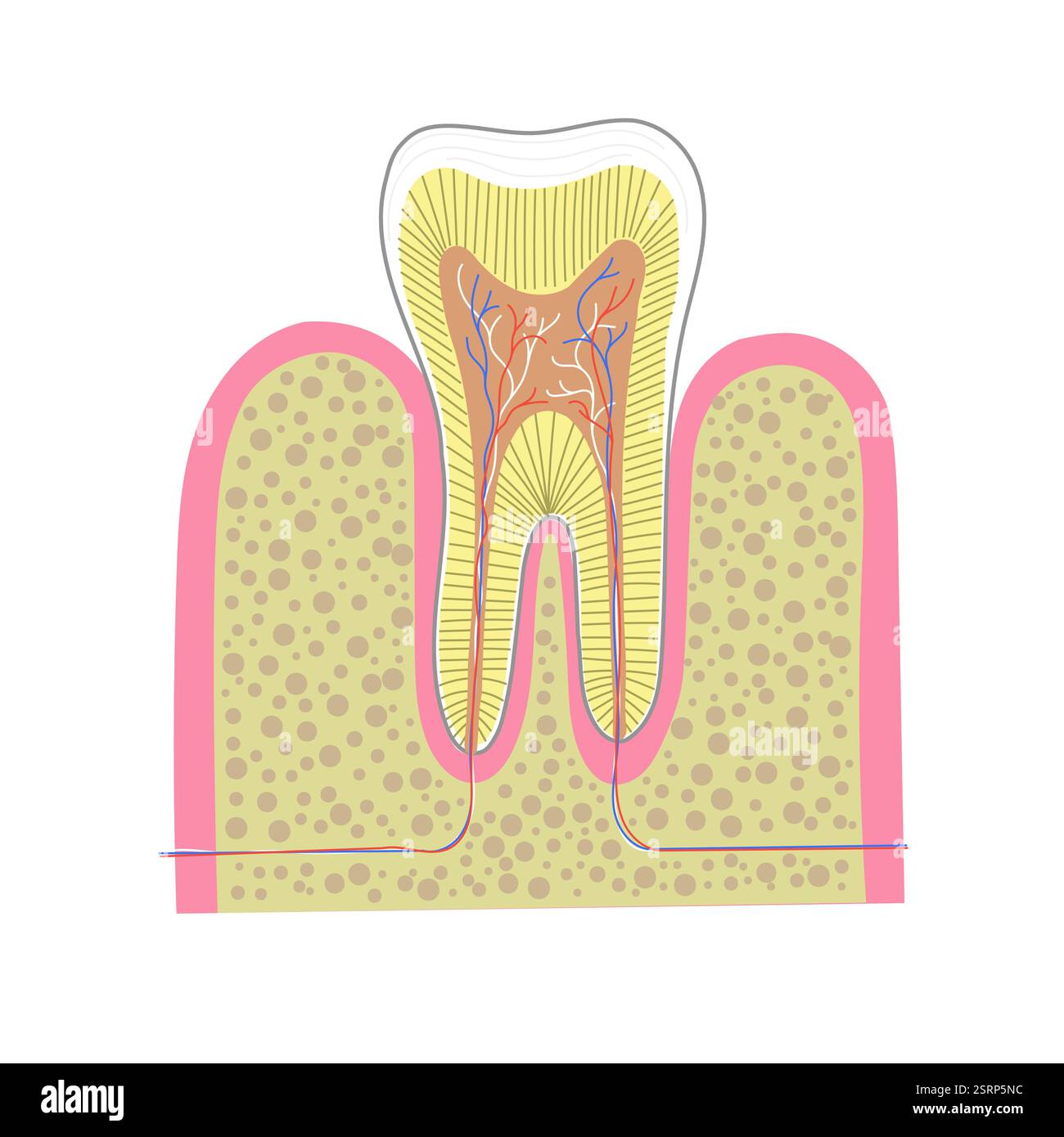 Tabella delle sezioni trasversali per l'anatomia del dente umano. Educazione odontoiatrica o illustrazione della promozione clinica. Illustrazione Vettoriale