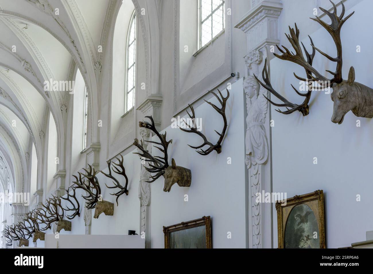 Trofei di caccia sul muro nel Museo tedesco della caccia e della pesca, Monaco, alta Baviera, Baviera, Germania, Europa Foto Stock