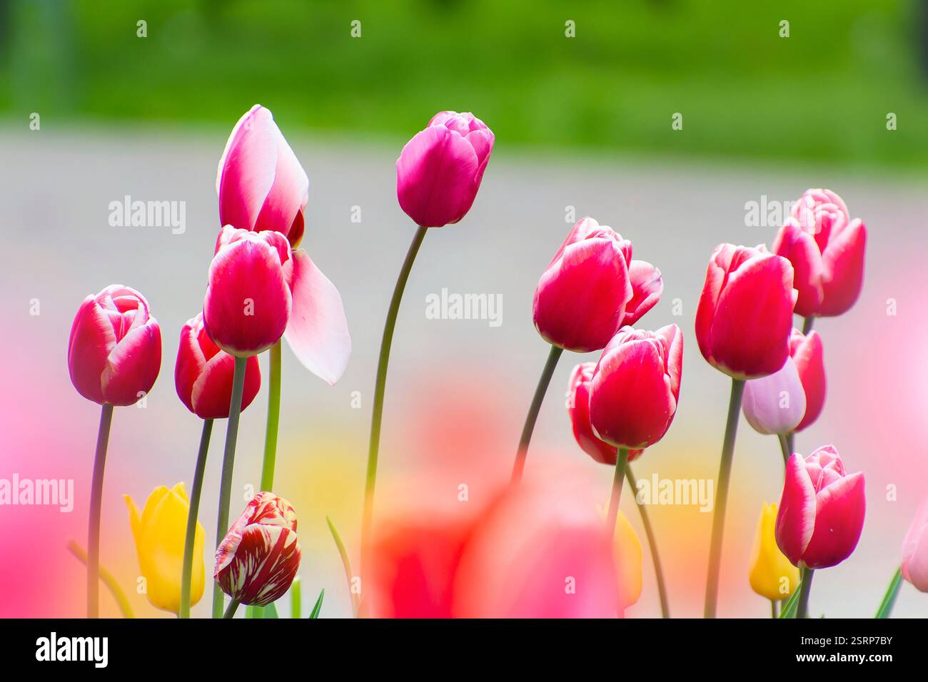 Un bellissimo gruppo di tulipani rosa e rossi con sfumature di giallo che ondeggiano nella brezza su uno sfondo verde morbido e sfocato Foto Stock