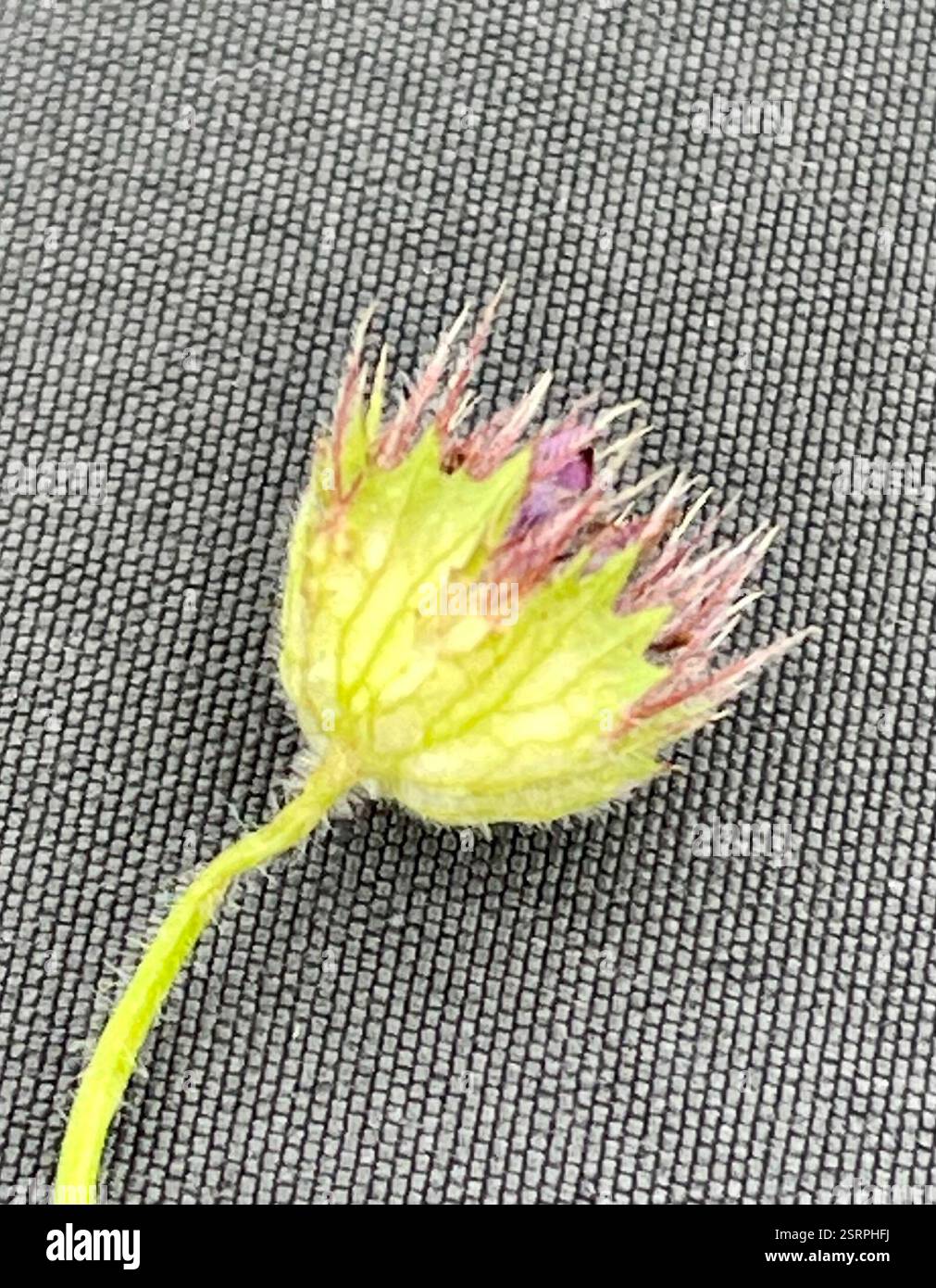 Trifoglio barbuto (Trifolium barbigerum), Plantae, Fort Ord National Monument, Salinas, CA, Stati Uniti, minacce di popolazione: Centinaia di capre pascolavano in questo prato bagnato di Fort Ord molto recentemente, provocando molte piante autoctone calpestate e sradicate. Trifoglio con involucro prominente a forma di ciotola con lobi tagliati in profondità e con dentatura ampia. Pedicel è peloso. Trifoglio barbuto (Trifolium barbigerum) nativo, annuale, trifoglio peloso con involucro che cresce in prati umidi e terreni aperti e disturbati. Pedicella pelosa e lunga 4-9 cm. Tre volantini sono da 1,5 a 2,5 cm, oblanceolato per obovato, con setole fini e ampiamente distanziate Foto Stock