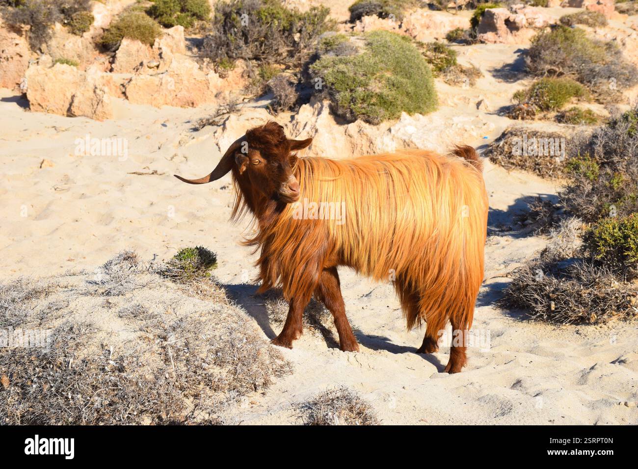 Capra rossastra pelosa Foto Stock