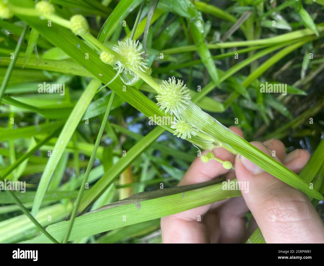 American bur-reed (Sparganium americanum), Plantae, Fort Bragg, Spring Lake, NC, US Foto Stock
