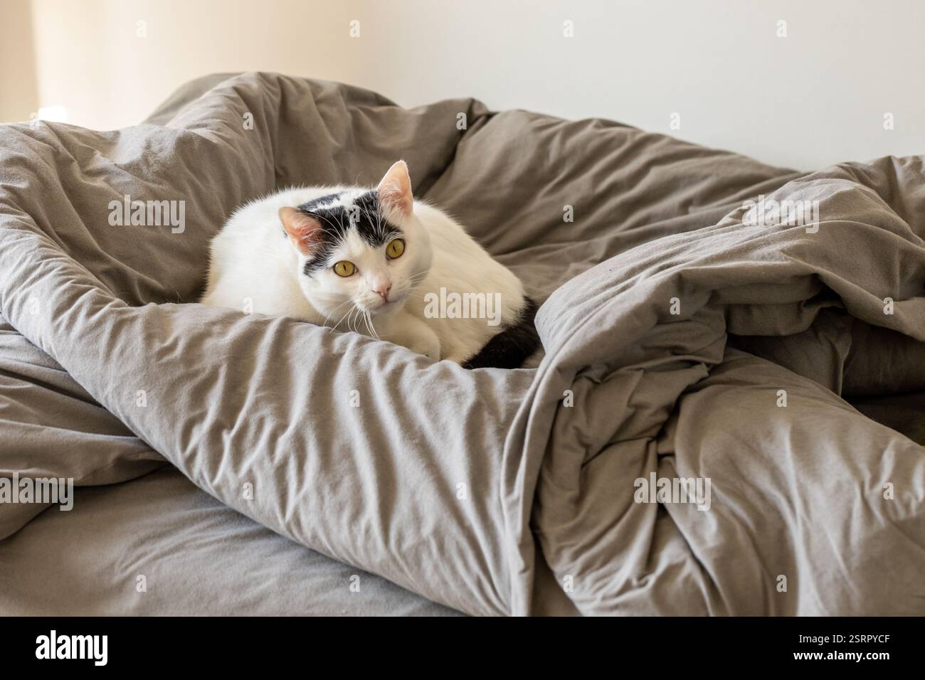gatto bianco e nero senza pedigree giacente in lenzuola grigie sul letto. Concetto, adozione di un animale domestico da un rifugio e adattamento a casa Foto Stock
