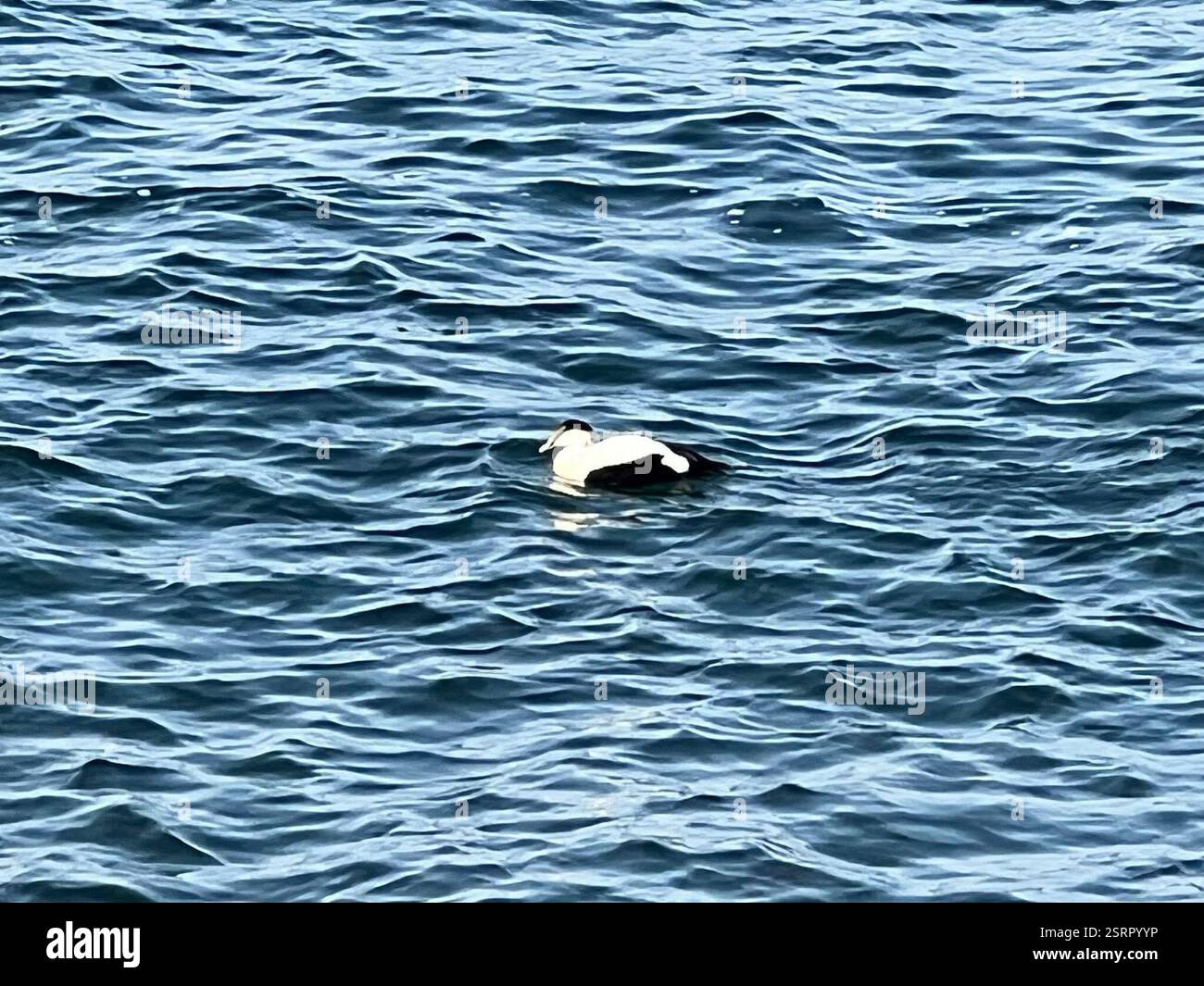 Common Eider (Somateria mollissima), Aves, Sohier Park Rd, York, ME, NOI Foto Stock