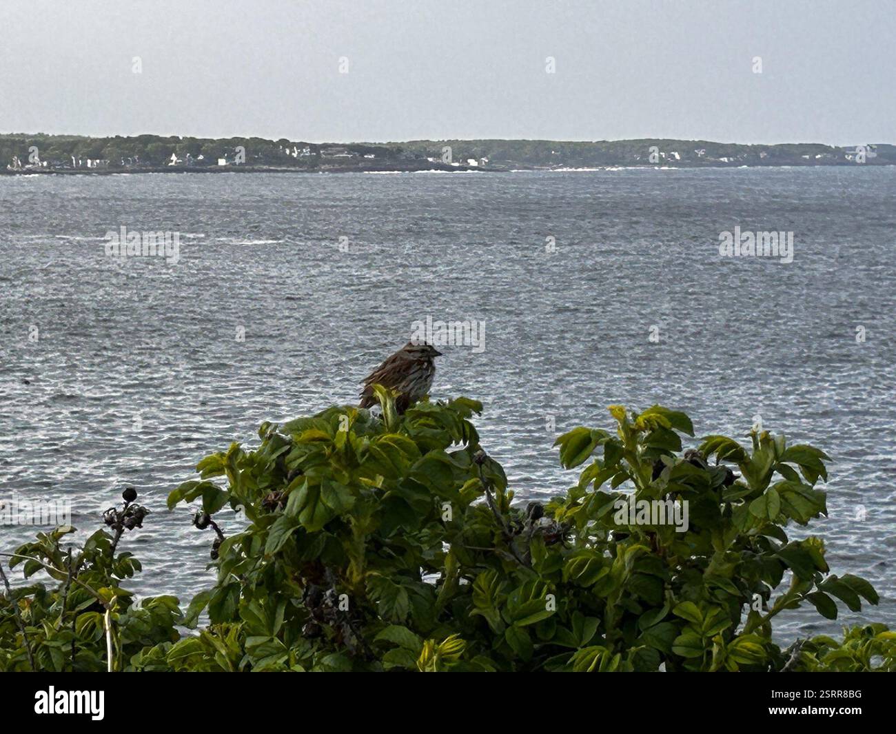 Song Sparrow (Melospiza melodia), Aves, Sohier Park, York, ME, NOI Foto Stock