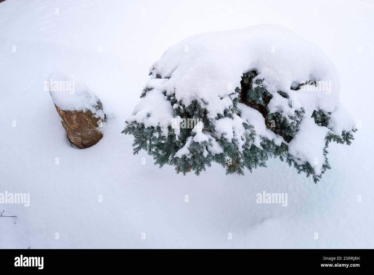 Paesaggio decorativo in inverno coperto di neve Foto Stock
