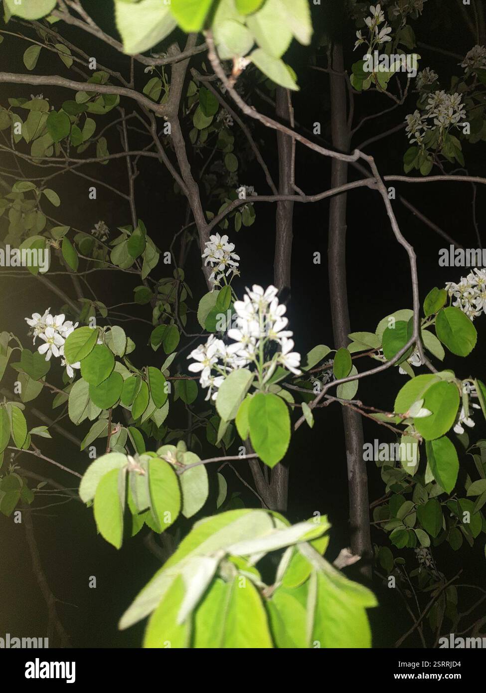 Running Serviceberry (Amelanchier stolonifera), Plantae, le Vieux-Longueuil, Longueuil, QC, Canada, ELC1482 Spécimen déposé à l'herbier MT. Foto 3 : comparaison avec Amelanchier laevis (ELC 1484) et Amelanchier cfr. arborea (ELC 1483). Arbuste de 3 m de haut, troncs nombreux, port nettement rhizomateux. Feuilles vertes ou légèrement orangées près des marges, s'ouvrant 2 jours avant l'anthèse. Épis dressés in vivo. Anthèse 4 jours après Amelanchier laevis qui pousse à 0,5 m de là (ELC1479). Arbuste marqué, associé à la récolte ELC1513 (en frutti) https://www.inaturalist.org/observations/1702186 Foto Stock