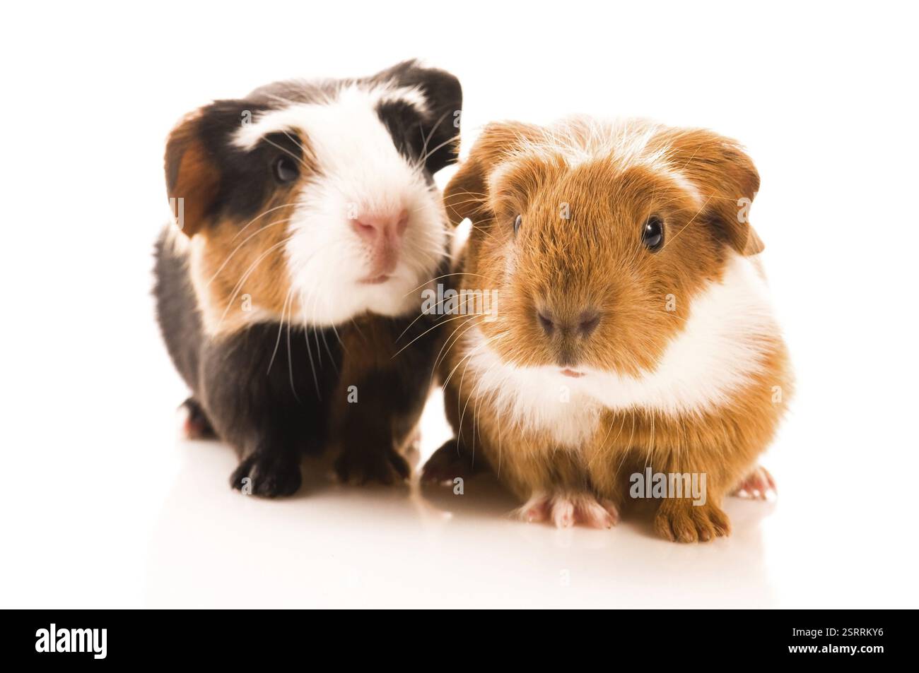 Cavia del bambino Foto Stock