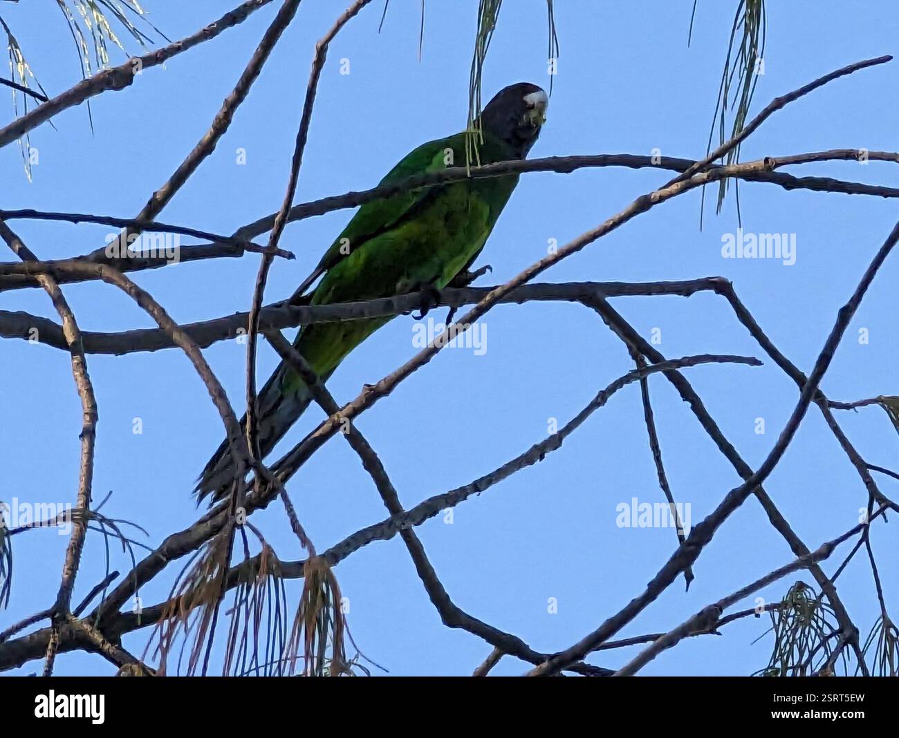 Ventotto Ringneck (Barnardius zonarius semitorquatus), Aves, Australia Occidentale, UA Foto Stock