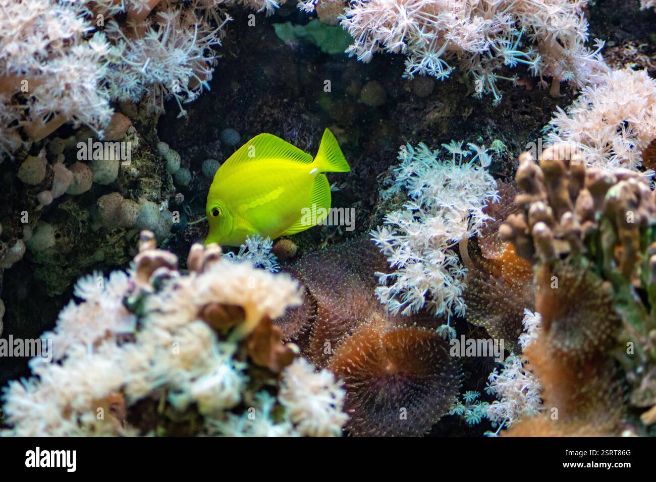 Pesce nuotare in acquario Foto Stock