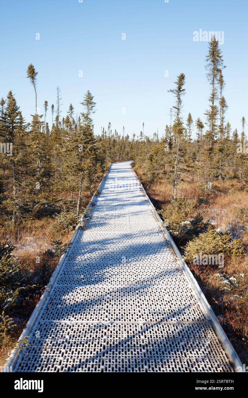 Passeggiata sul lungomare nella Big Bog State Recreation area, Minnesota, con alberi di abete nero stagnati. Foto Stock