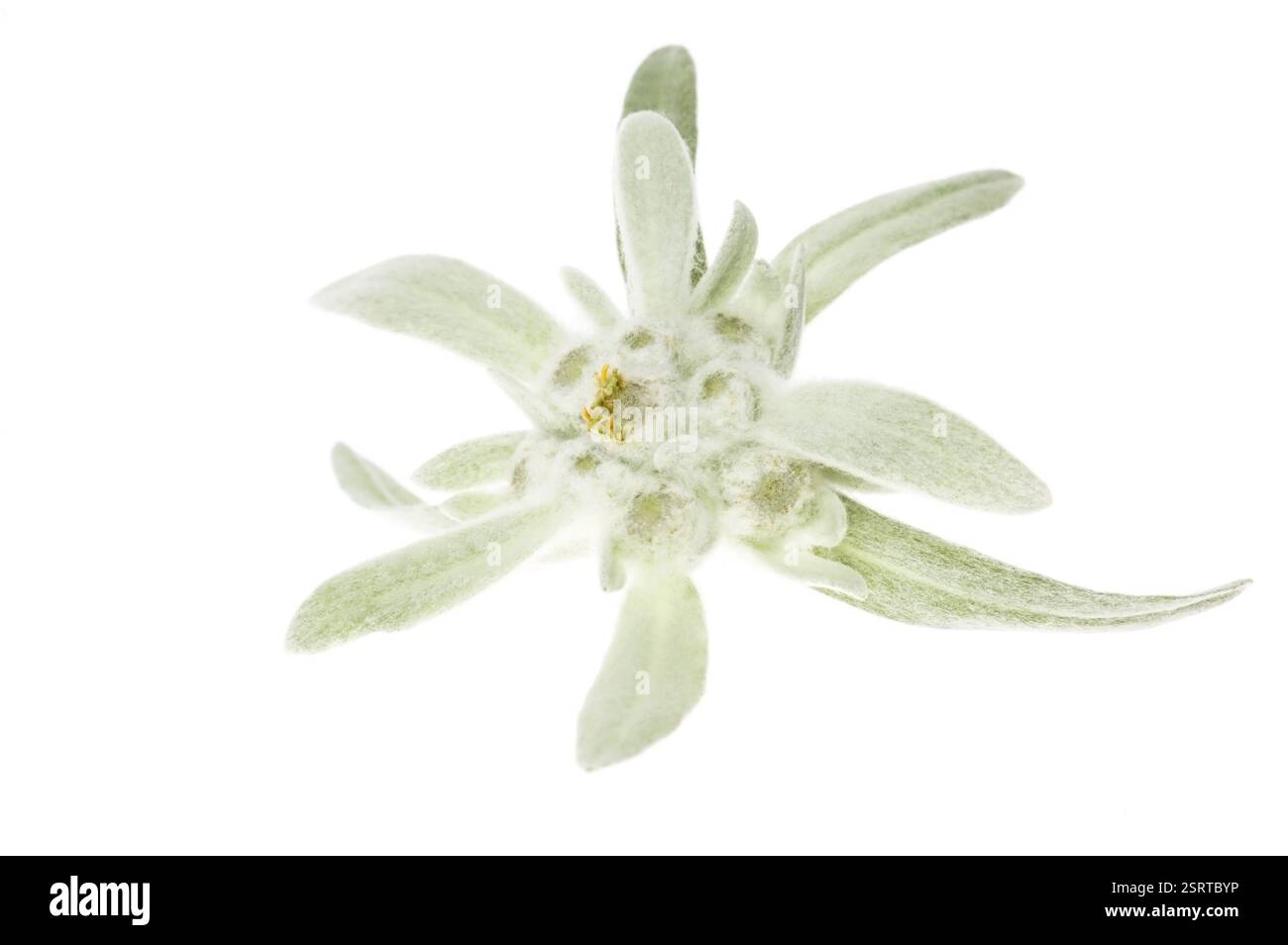 Edelweiss, polonia Foto Stock