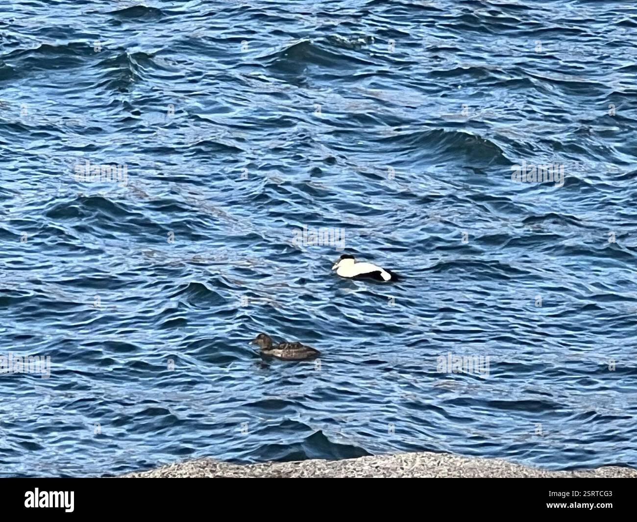 Common Eider (Somateria mollissima), Aves, Sohier Park Rd, York, ME, NOI Foto Stock
