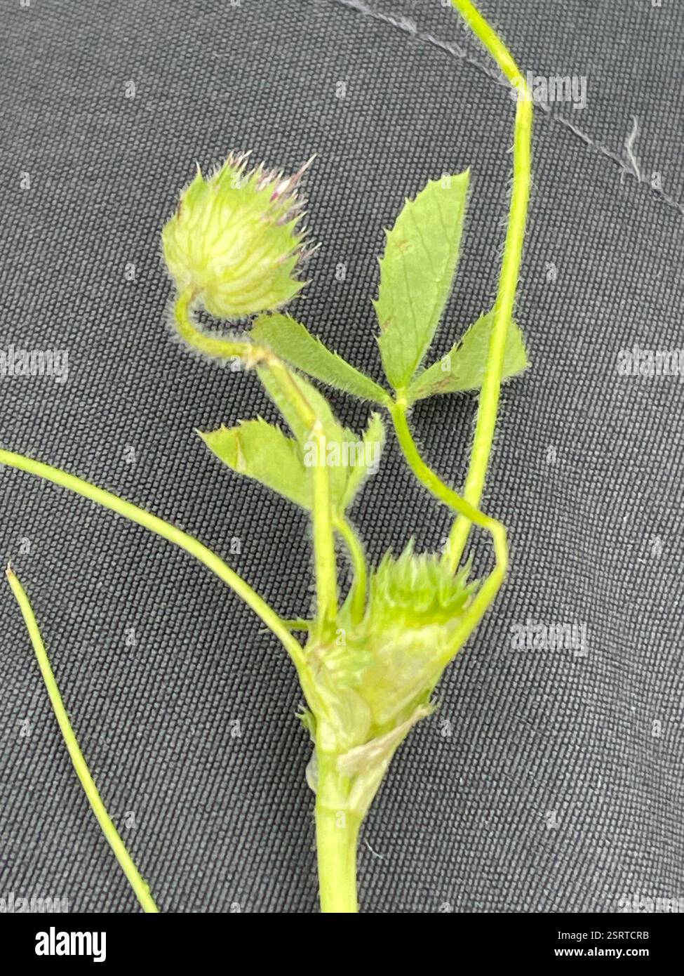 Trifoglio barbuto (Trifolium barbigerum), Plantae, Fort Ord National Monument, Salinas, CA, Stati Uniti, minacce di popolazione: Centinaia di capre pascolavano in questo prato bagnato di Fort Ord molto recentemente, provocando molte piante autoctone calpestate e sradicate. Trifoglio con involucro prominente a forma di ciotola con lobi tagliati in profondità e con dentatura ampia. Pedicel è peloso. Trifoglio barbuto (Trifolium barbigerum) nativo, annuale, trifoglio peloso con involucro che cresce in prati umidi e terreni aperti e disturbati. Pedicella pelosa e lunga 4-9 cm. Tre volantini sono da 1,5 a 2,5 cm, oblanceolato per obovato, con setole fini e ampiamente distanziate Foto Stock