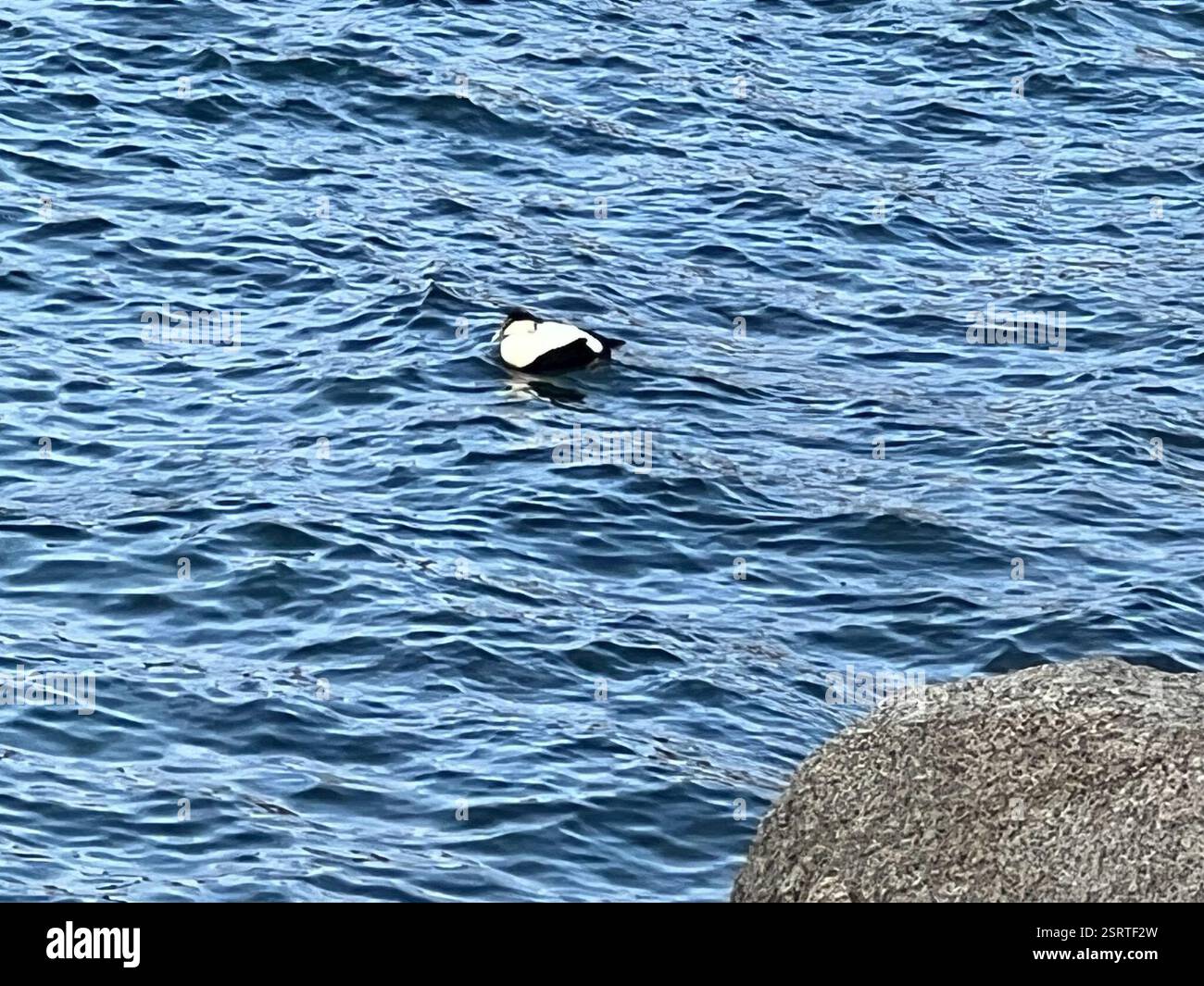 Common Eider (Somateria mollissima), Aves, Sohier Park Rd, York, ME, NOI Foto Stock