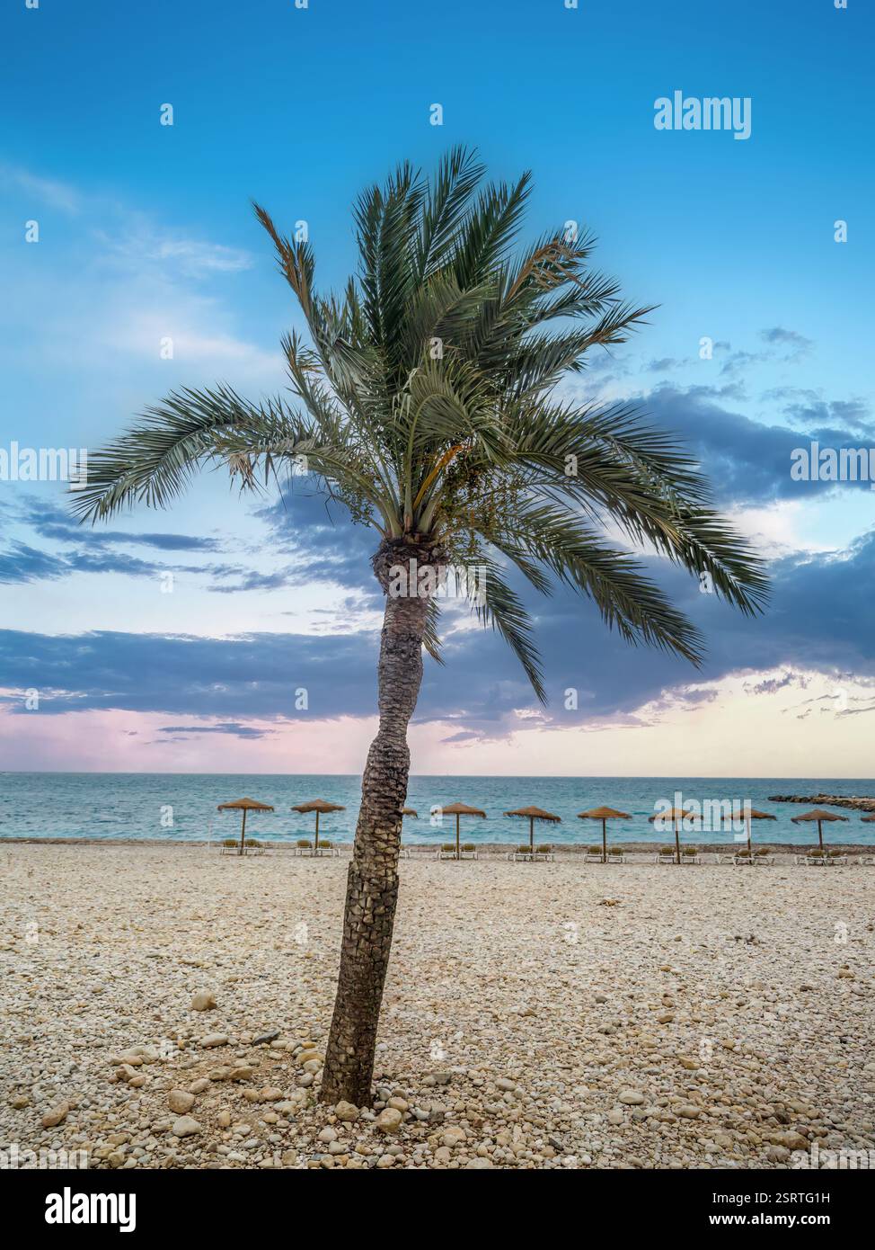 Un tranquillo scenario costiero caratterizzato da una singola palma su una spiaggia di ciottoli, con onde oceaniche sullo sfondo sotto un cielo pacifico e parzialmente nuvoloso, che evoca Foto Stock