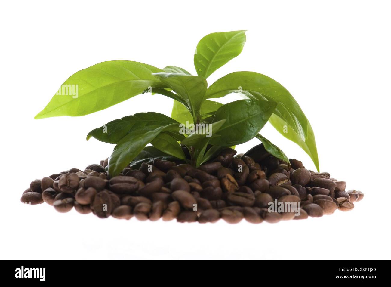 Coltivare la pianta del caffè Foto Stock