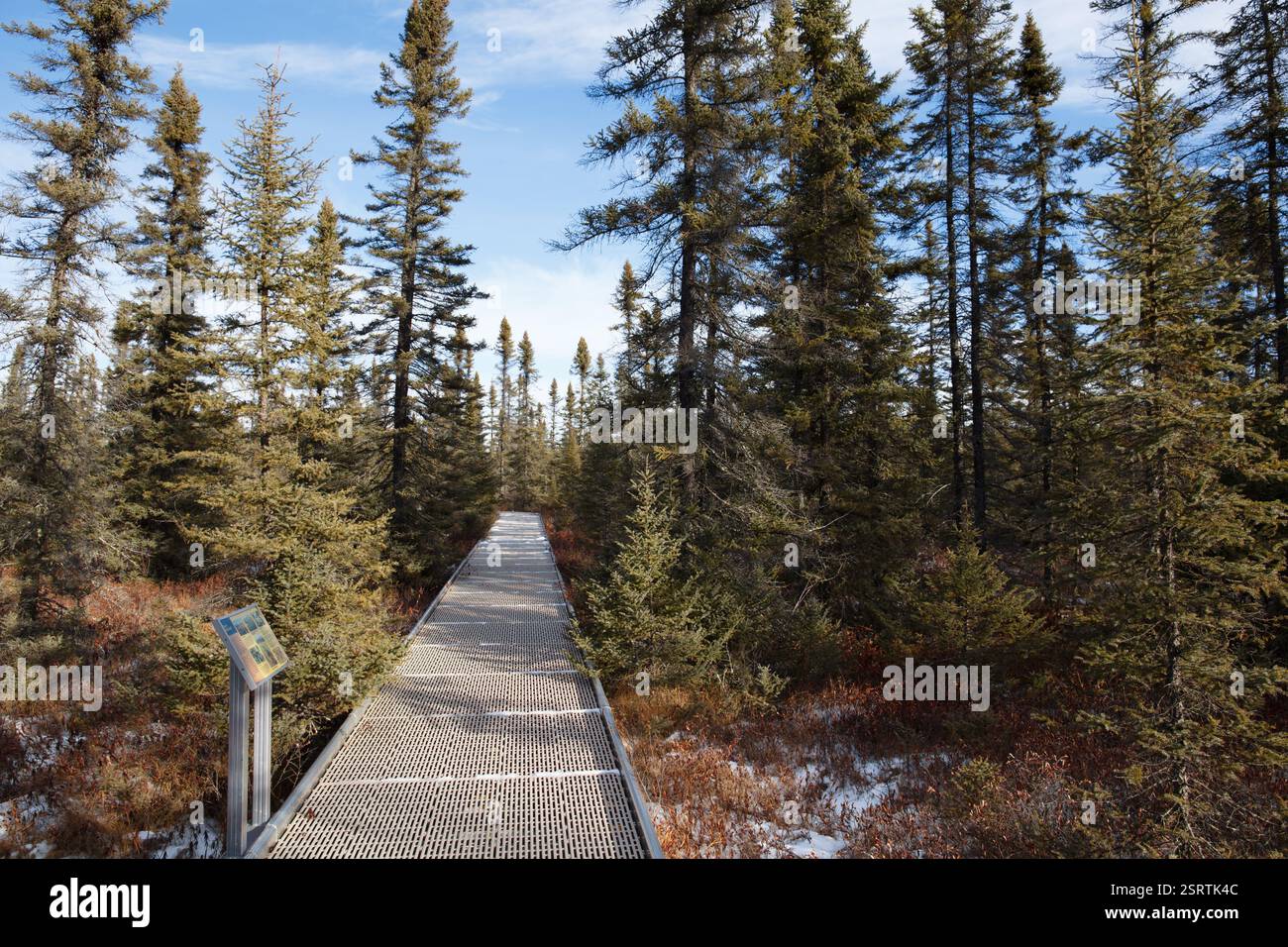 Passeggiata sul lungomare nell'area ricreativa statale di Big Bog con alberi di abete nero stuntati - Minnesota settentrionale, Stati Uniti. Foto Stock