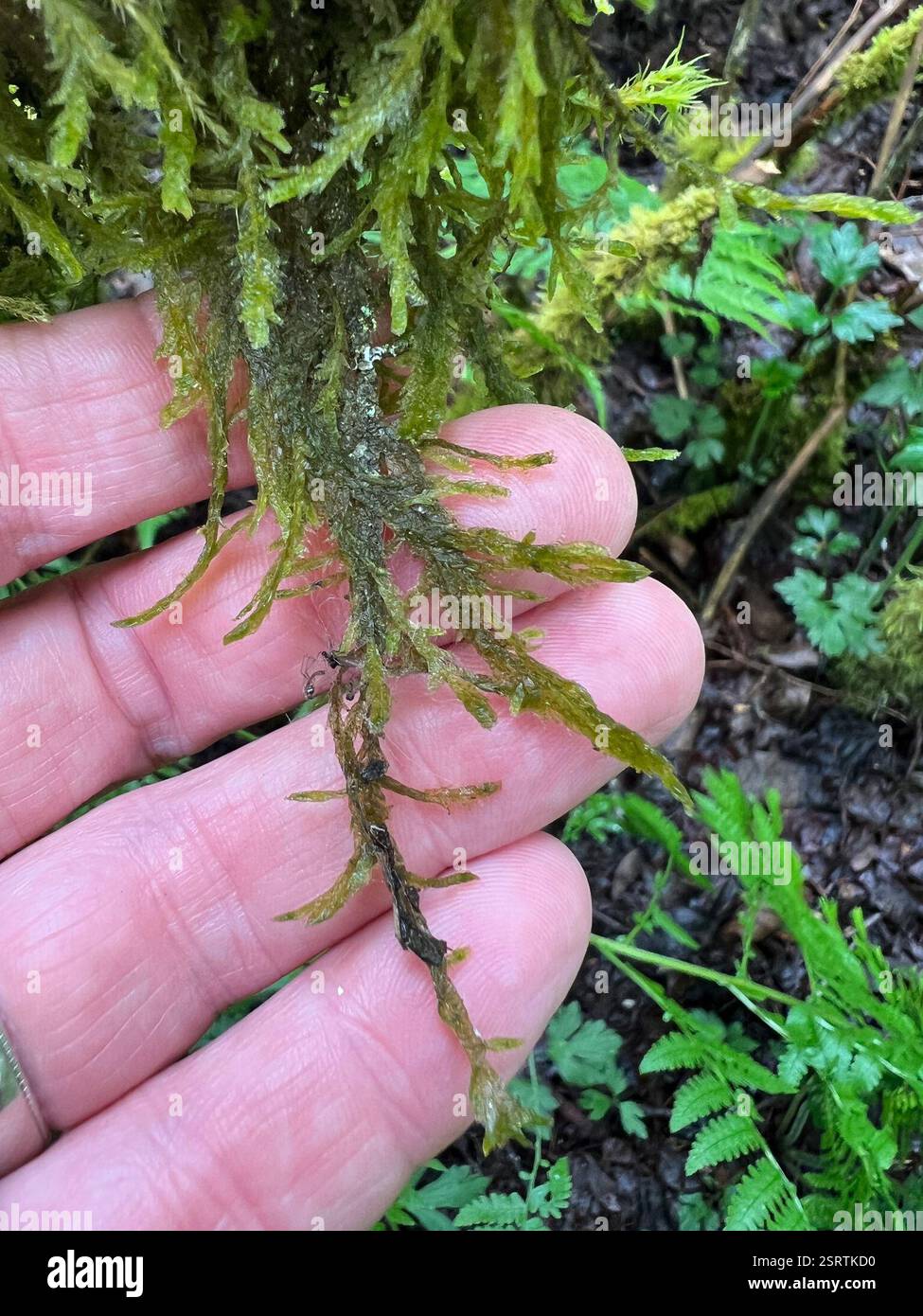 (Neckera), Plantae, Campbell Valley Regional Park, Langley, BC, CA Foto Stock