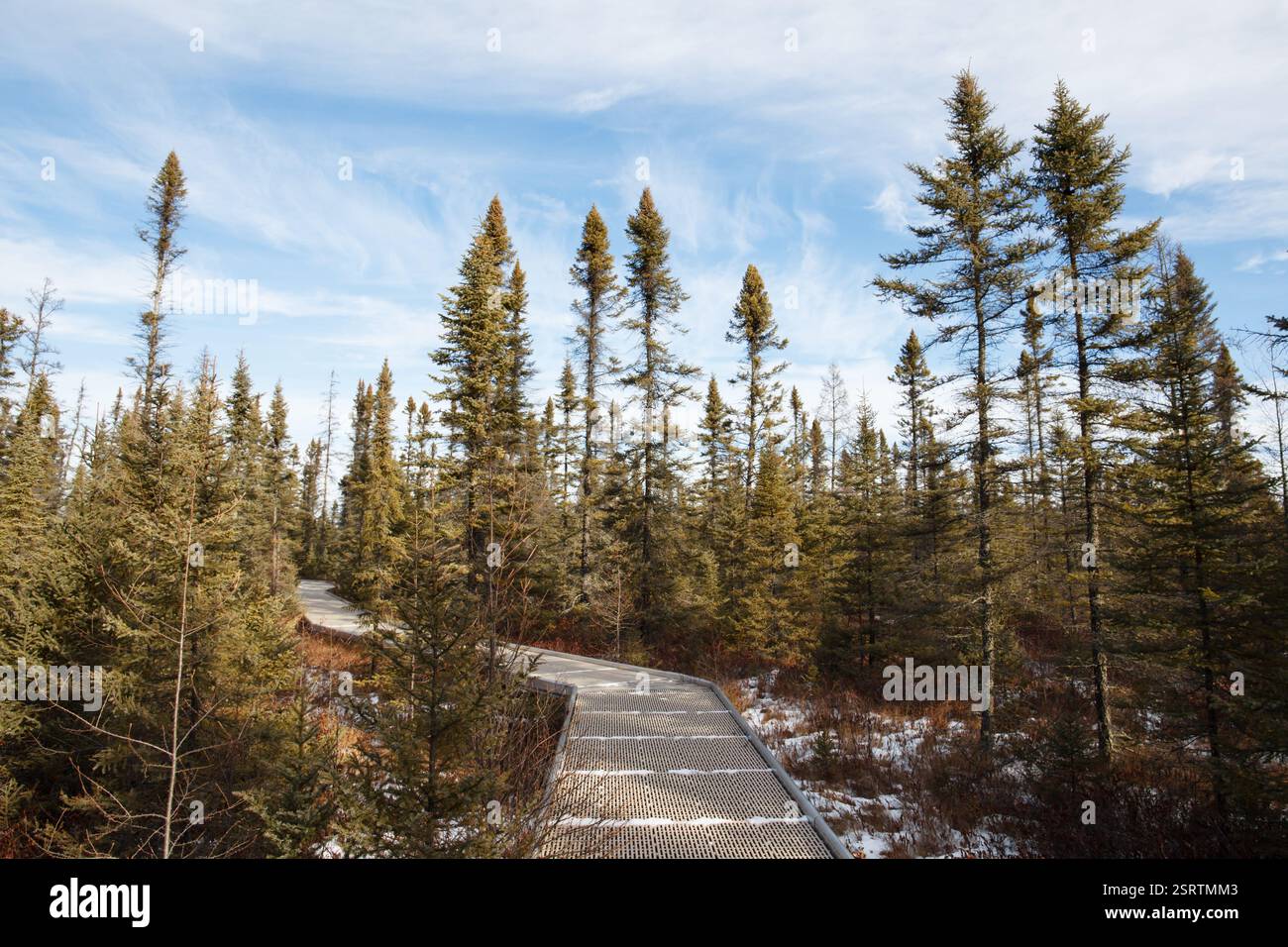 Passeggiata sul lungomare nell'area ricreativa statale di Big Bog con alberi di abete nero stuntati - Minnesota settentrionale, Stati Uniti. Foto Stock