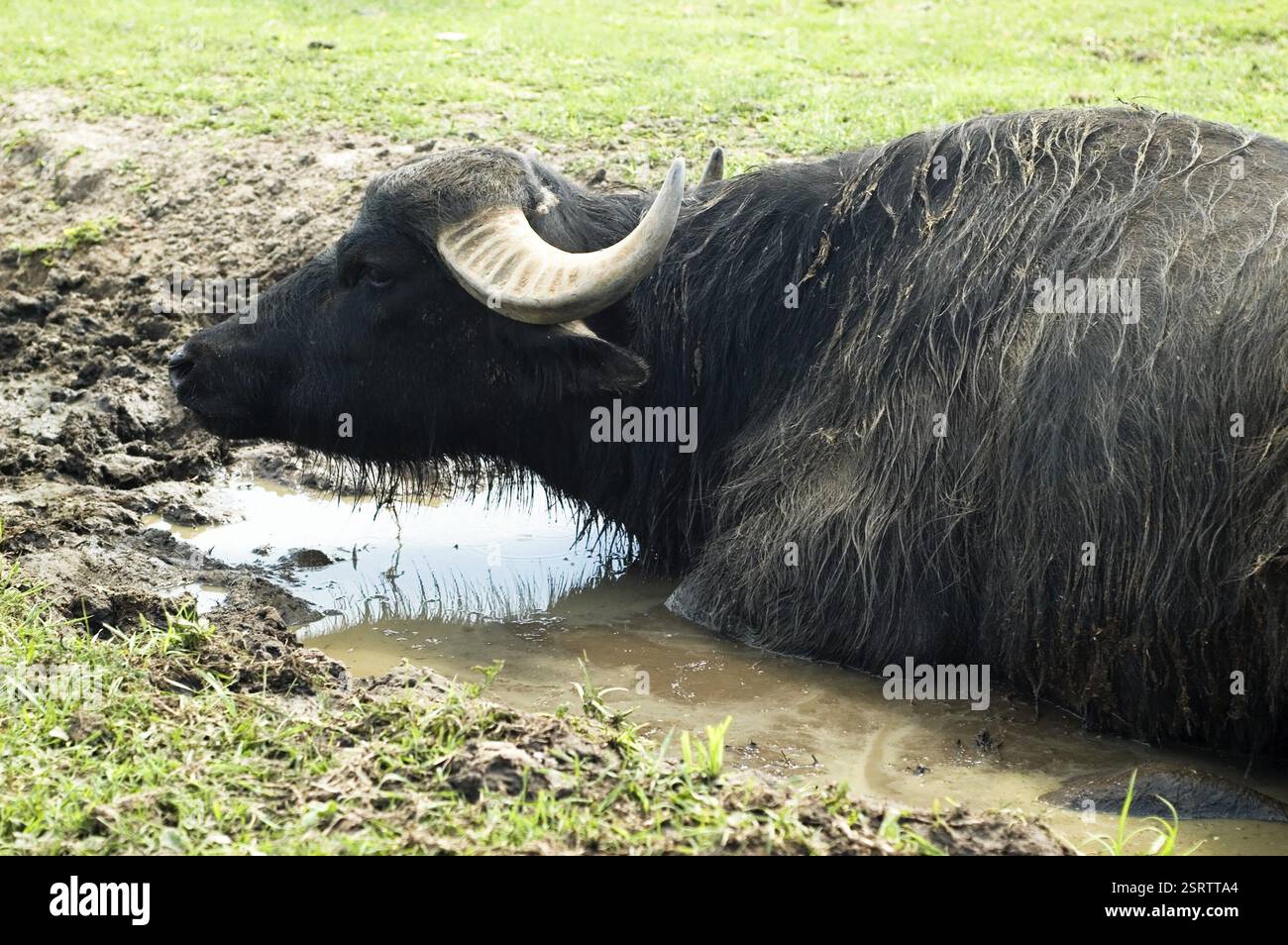 Animale selvatico. safari Foto Stock