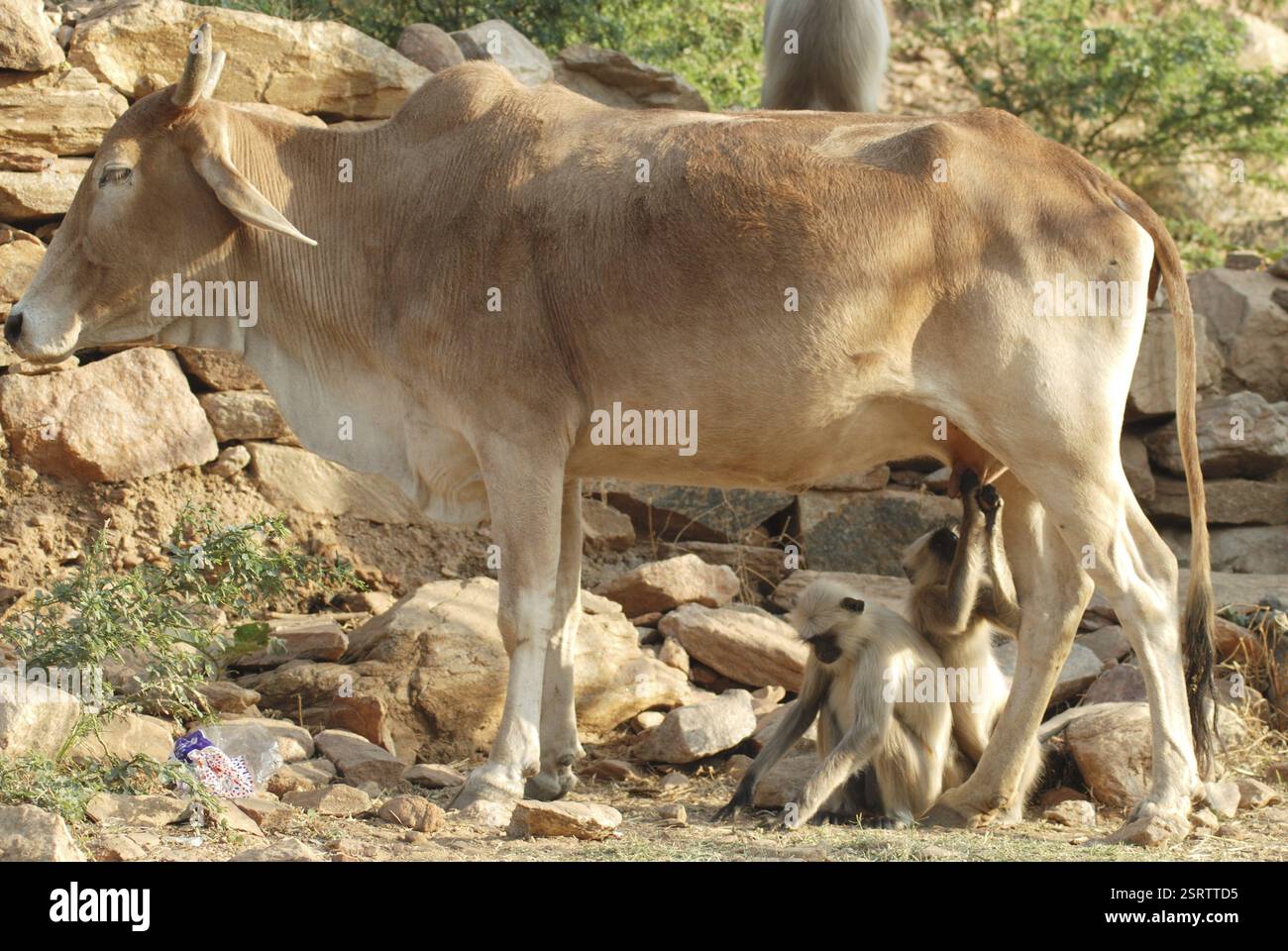 Scimmia che beve latte vaccino, Rajasthan, India, Asia Foto Stock