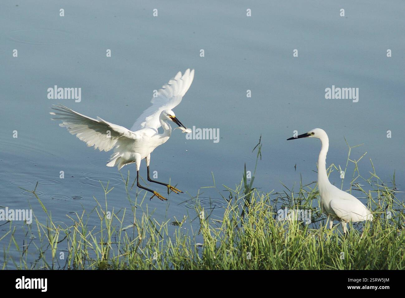 Birds, Little Egret (Egretta Garzetta) che mangiano pesce, Jodhpur, Rajasthan, India, Asia Foto Stock
