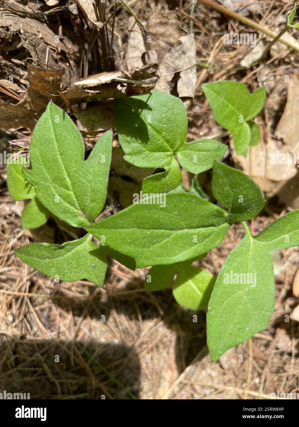 rattlesnake Roots (Nabalus), Plantae, School St, Loudon, NH, NOI Foto Stock