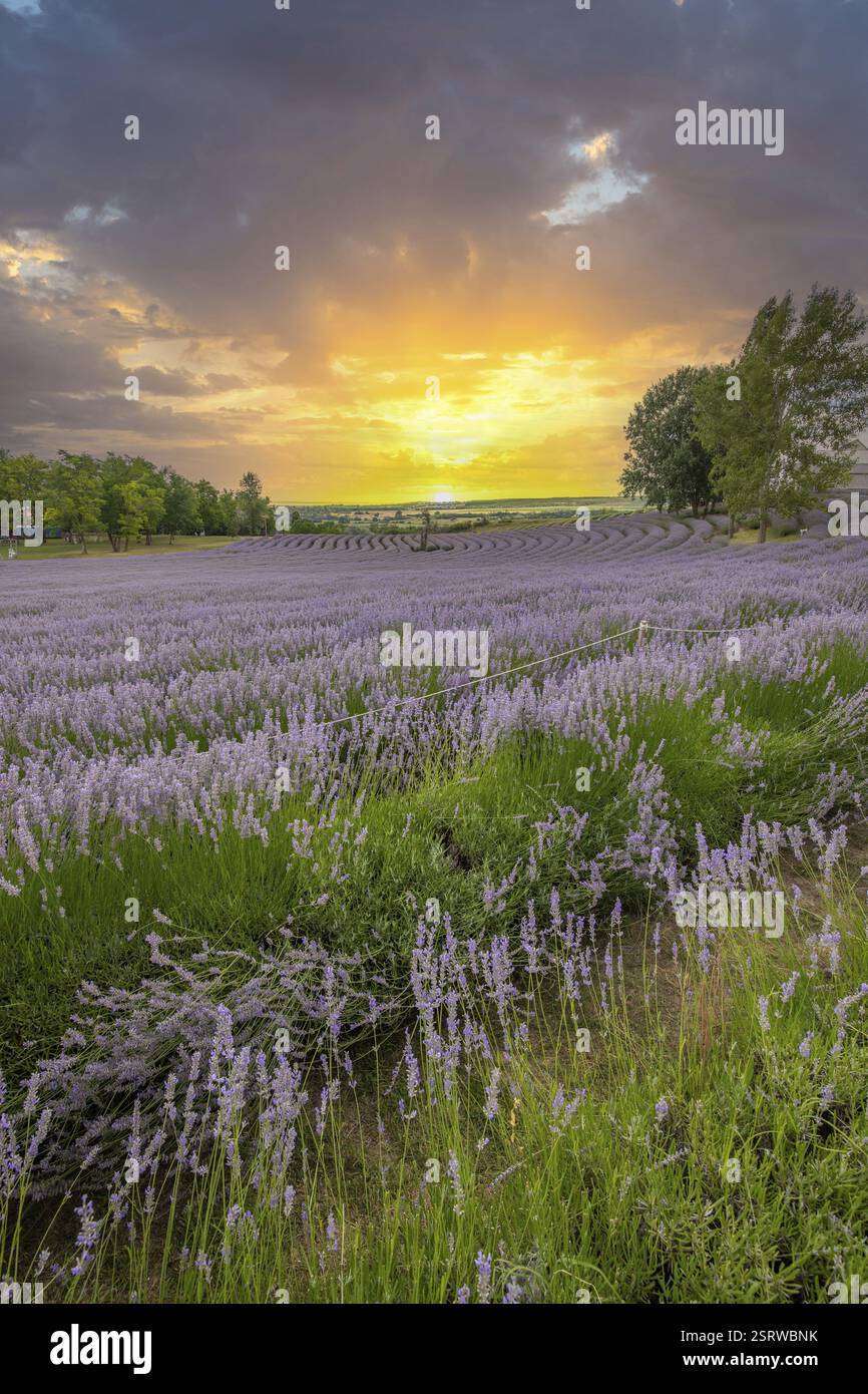 Splendida serata estiva in un campo di lavanda. Grandi cespugli di lavanda blu che fioriscono in un'area di coltivazione. Foto del paesaggio al tramonto sul lago Balaton, Hun Foto Stock