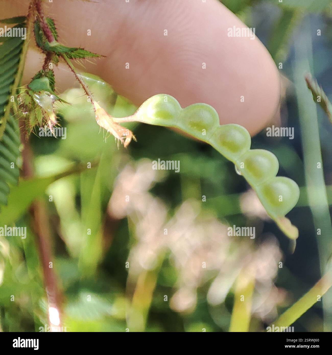 Shyleaf (Aeschynomene americana), Plantae, territorio britannico dell'Oceano Indiano Foto Stock