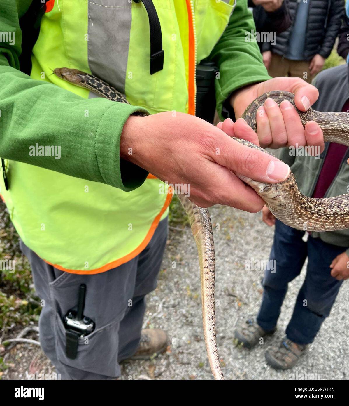 Pacific Gopher Snake (Pituophis catenifer catenifer), Reptilia, Fort Ord National Monument, Salinas, CA, USA, il serpente gopher sembrava molto morbido, morbido e fresco. Quest'area è ancora chiusa al pubblico, ma abbiamo fatto una speciale escursione/escursione annuale a Fort Ord Cleanup. Pacific Gopher Snake (Pituophis catenifer ssp. Catenifer) adulti di dimensioni comprese tra 3 e 7 piedi. Sono attivi di giorno e di notte con il caldo. Uno dei serpenti più comunemente visti su strade e sentieri, specialmente in primavera quando i maschi sono attivamente alla ricerca di un compagno, e in autunno quando emergono i nati. Sono un buon burr Foto Stock