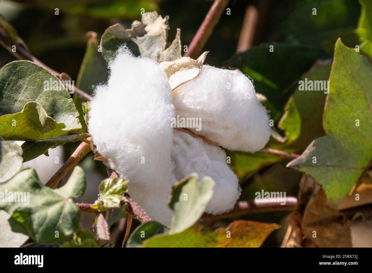 Cotone bianco Gossypium herbaceum, comunemente noto come cotone Levant, industria tessile. Foto Stock