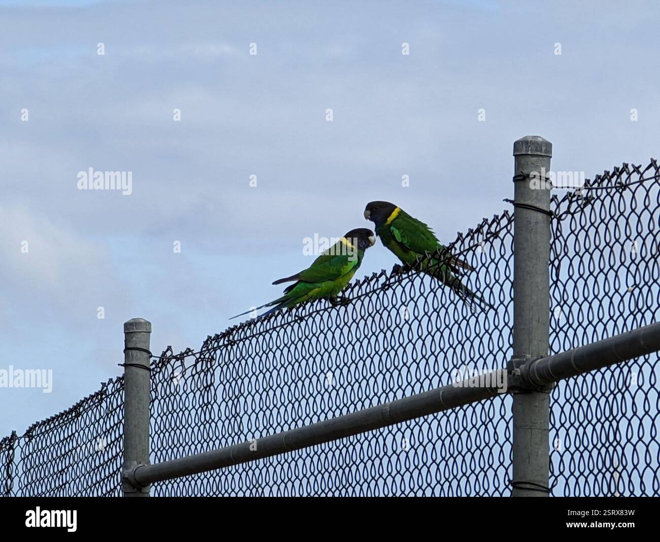 Ventotto Ringneck (Barnardius zonarius semitorquatus), Aves, Australia Occidentale, UA Foto Stock