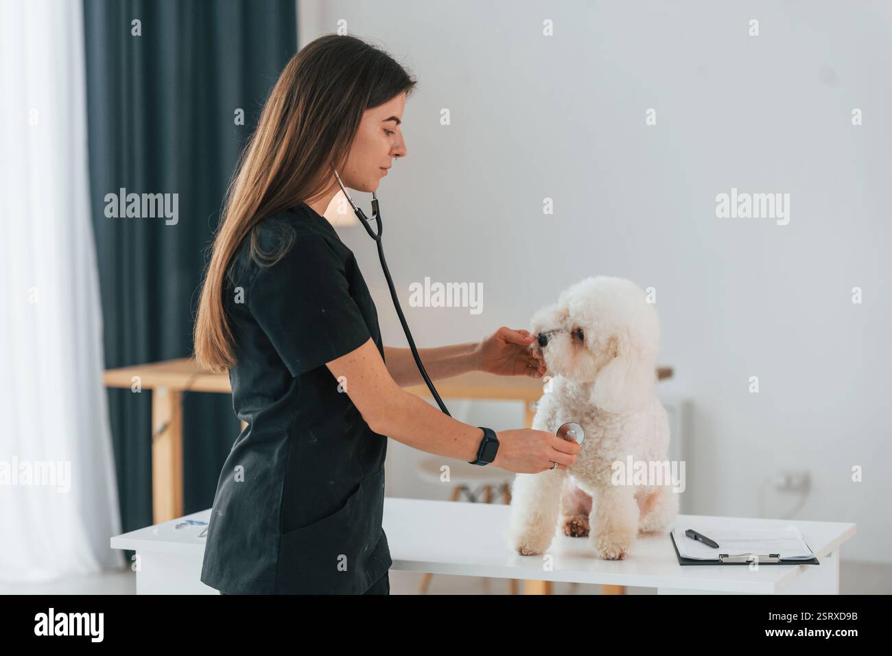 La donna sta usando lo stetoscopio. Un piccolo cane carino è nella clinica veterinaria. Foto Stock