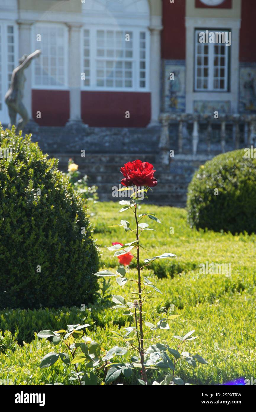 Rosa. La fioritura rossa si erge in un giardino del Portogallo. Giorno di sole, colori vivaci. Amore e bellezza. Vita fragile e fugace. Portogallo. Foto Stock