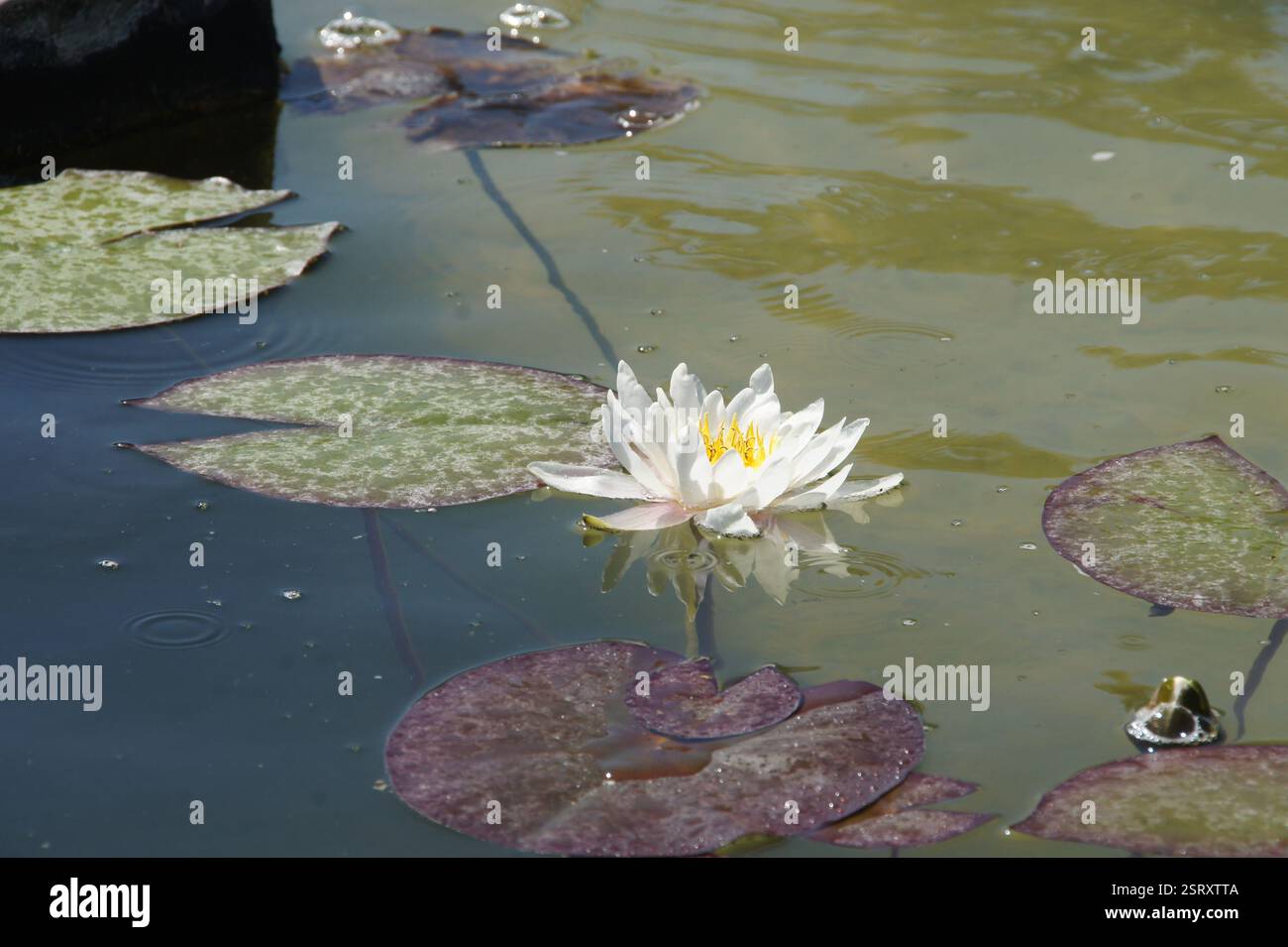 Giglio d'acqua bianca che galleggia su uno stagno, i suoi petali si aprono completamente, riflettendo la luce del sole sull'acqua. Portogallo. Un simbolo di purezza e pace, spesso associa Foto Stock