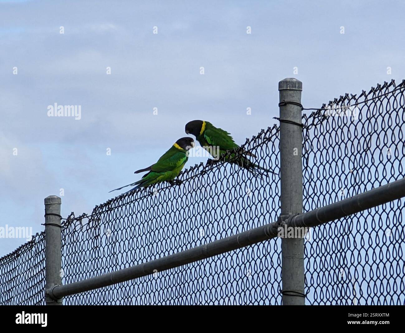 Ventotto Ringneck (Barnardius zonarius semitorquatus), Aves, Australia Occidentale, UA Foto Stock