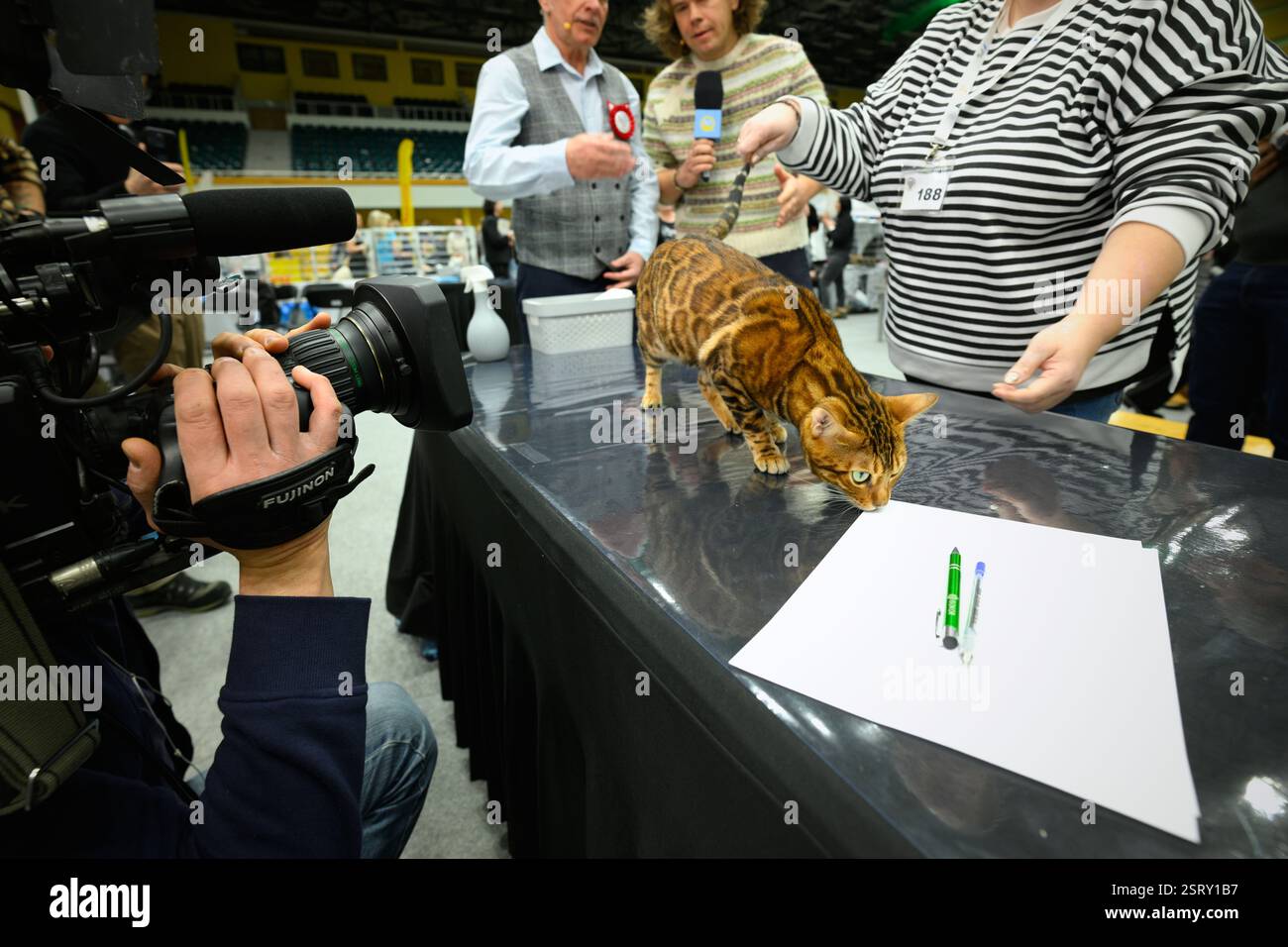 Un gattino del Bengala è stato visto al Central European Winner Show di Varsavia, Polonia, il 15 febbraio 2025. La competizione annuale è un raduno per gli allevatori Foto Stock